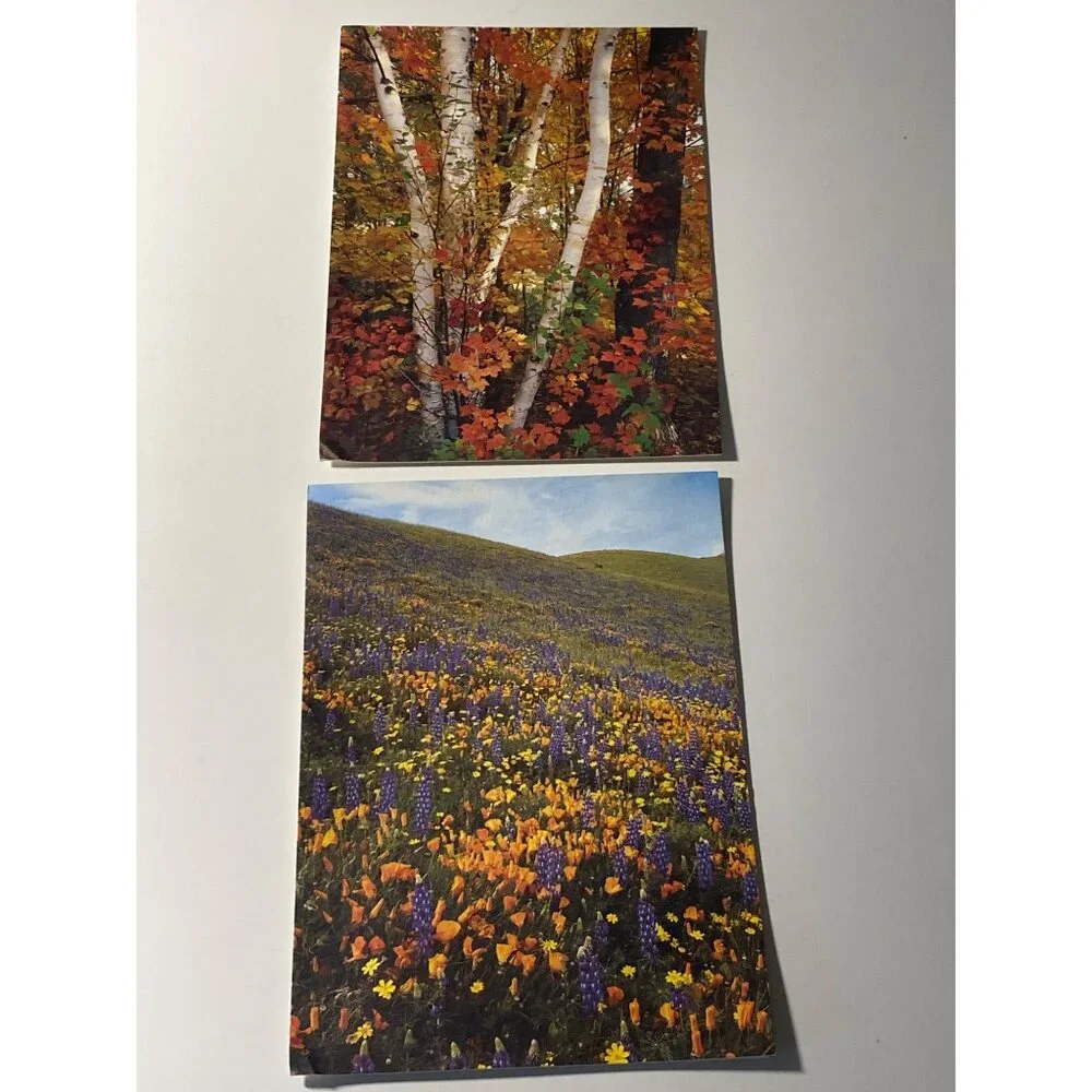 Current Note Cards Blank Floral Scenery Just Notes Self Sealing Photography VTG